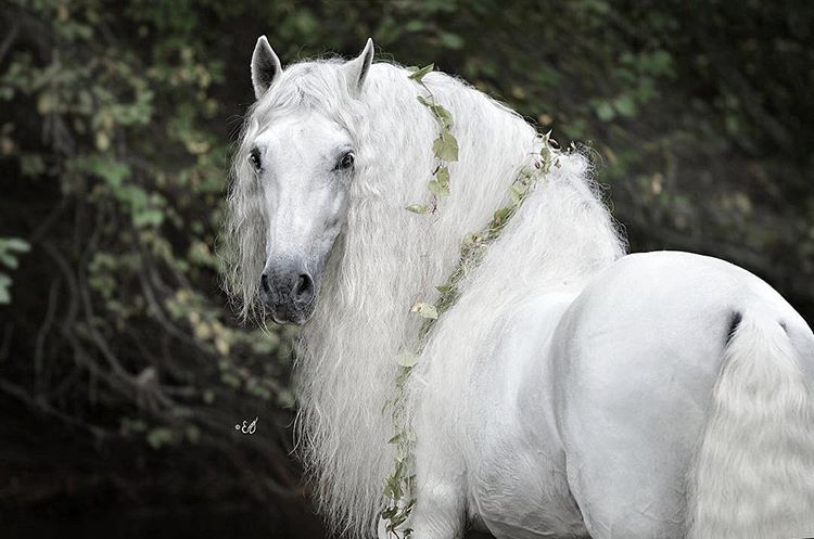 Fairytail Horses